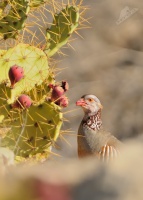 Orebice pouštní - Alectoris barbara - Barbary Partridge 4214